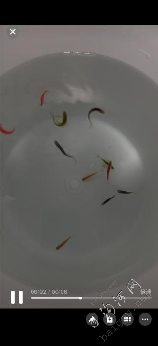 Ƹ