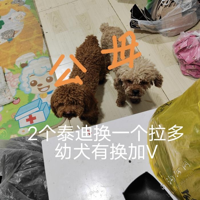 换狗