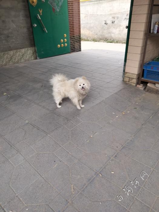 一年博美出售