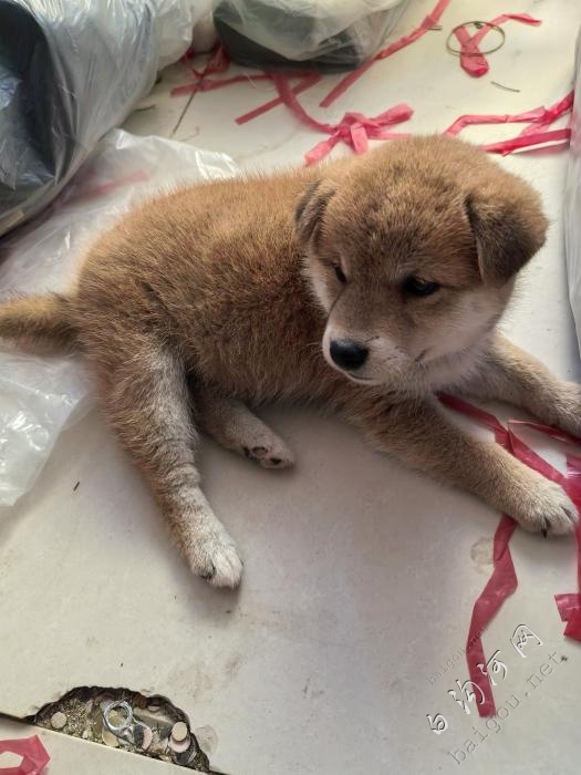 柴犬，小豆柴母出售