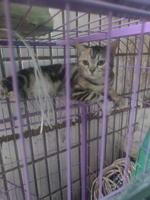 出售虎斑母猫