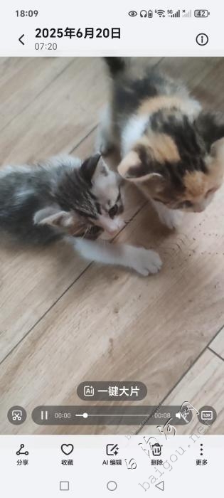 免费送家养三花猫免费送。目前1个半月了..