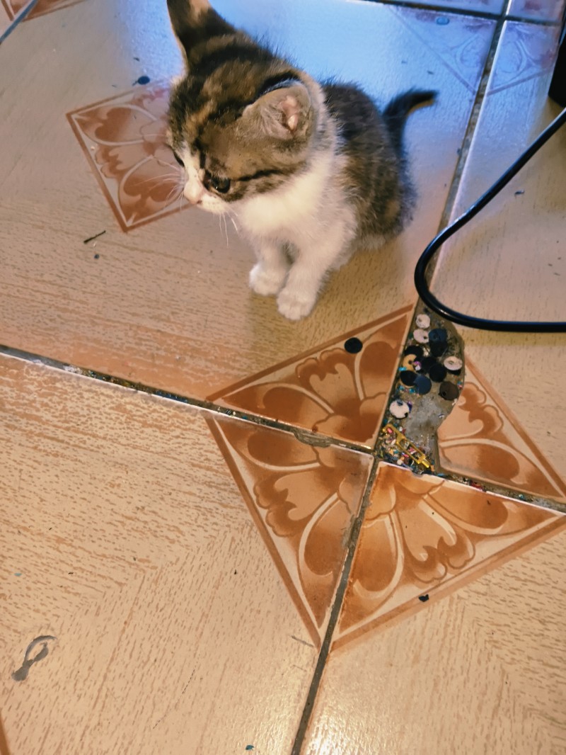 һ�����µ�Сè����������