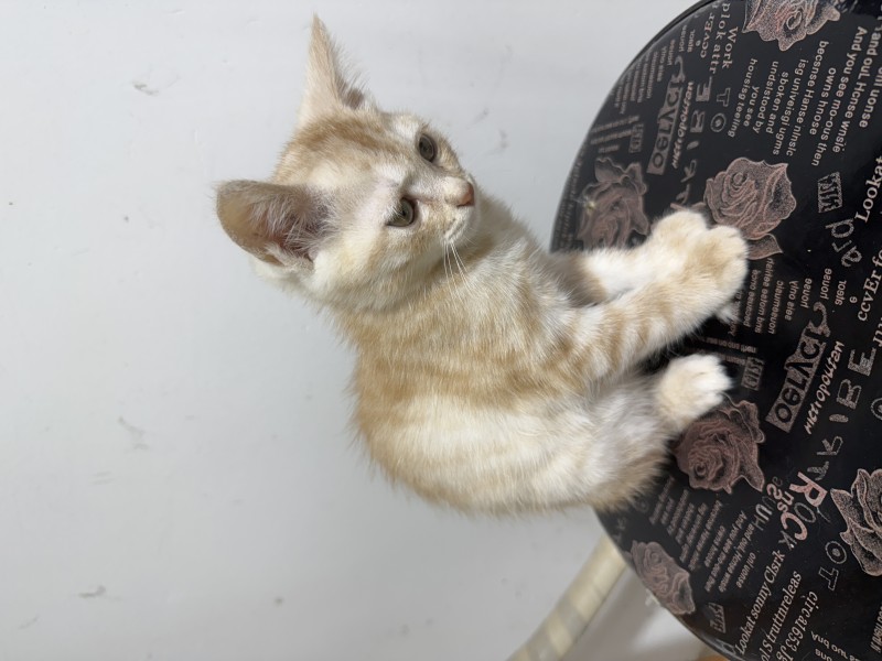 ��������Сè�� ���Բ�ץ�ˡ�ճ�� һ��..