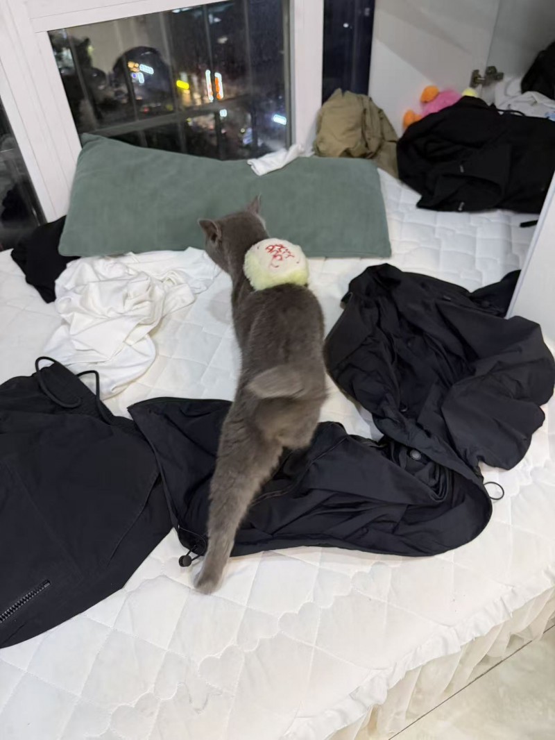 �׹�˭�Ҷ�С��è��